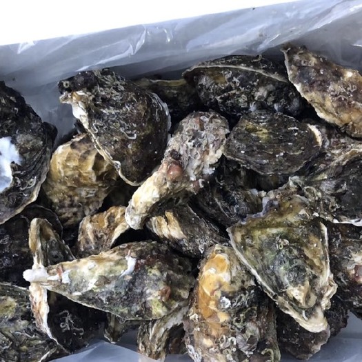诏安县生蚝 1-2两/只 海水 鲜活水产