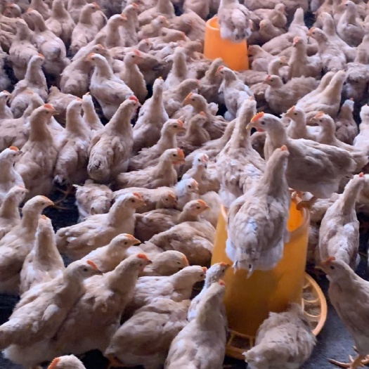 容县 三黄鸡鸡苗小阉鸡