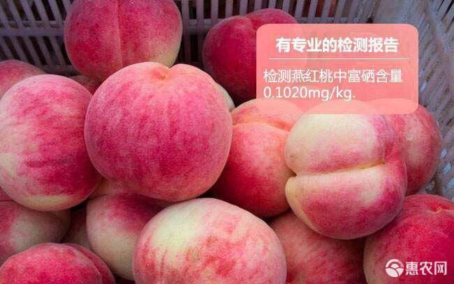丹东燕红桃 90mm以上 5两以上