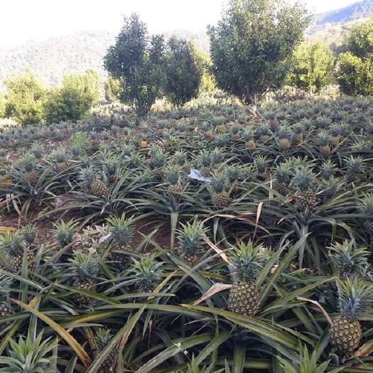 西瓜凤梨 凤梨大量上市！走市场果