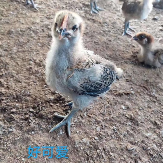 利川市青脚麻鸡苗 统货