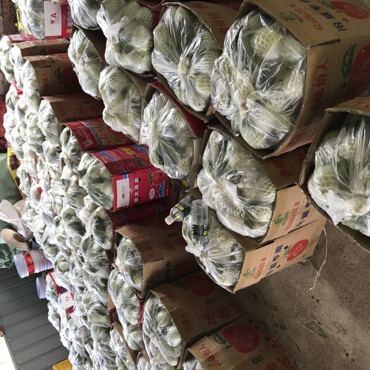 遂溪县珍珠番石榴 新鲜靓果，脆甜爽口开胃，老少皆宜养生果