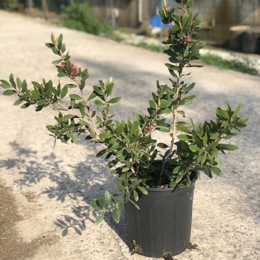 常州 粉花红千层