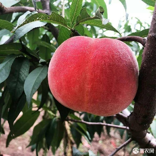 丹东燕红桃 90mm以上 5两以上