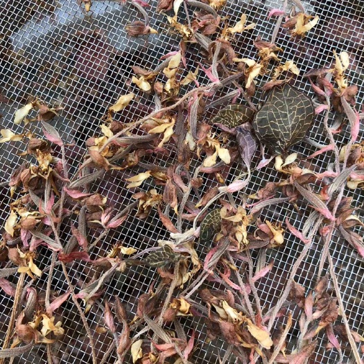 南靖县福建金线莲开花干品。整株，株株开花，250克一盒