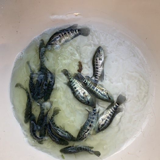 四会市 淡水石斑鱼苗