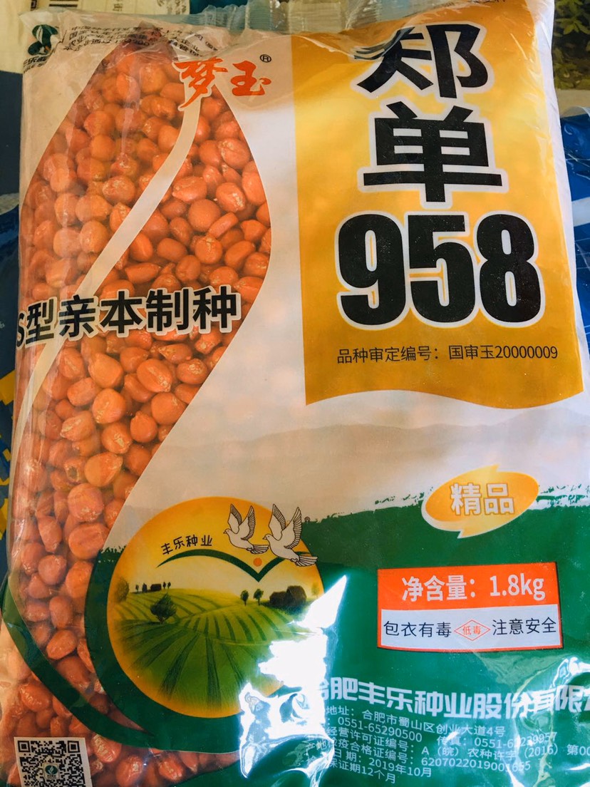 东海县 三系郑丹958玉米种子抗倒伏抗病丰收的喜悦在等着