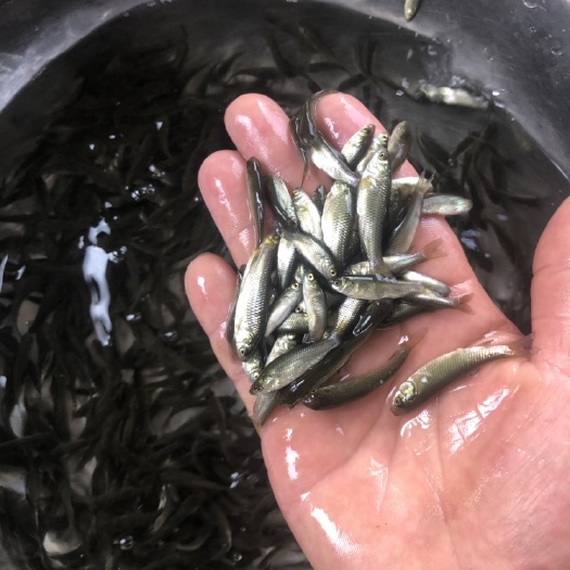 新田县草鱼苗  草鱼粒