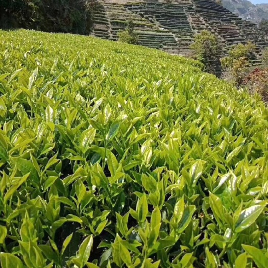 东源县茶园  自家自产自销上莞百呗茶叶，香、养身保健好喝希望各位朋友捧场