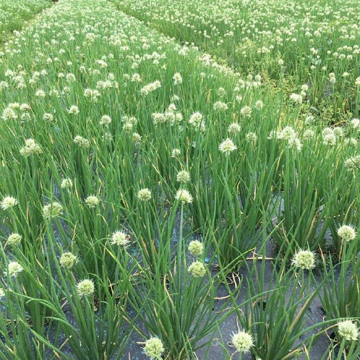 余庆县小香葱 五百亩蔬菜基地