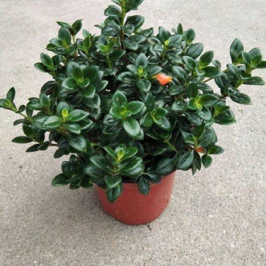 青州市花金鱼吊兰 金鱼花