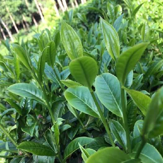 芒市茶青 农家茶