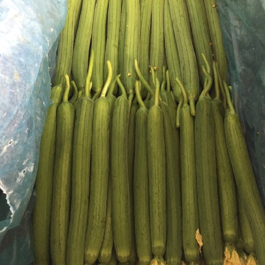 兰陵县鲜花丝瓜  大量现货供应充足