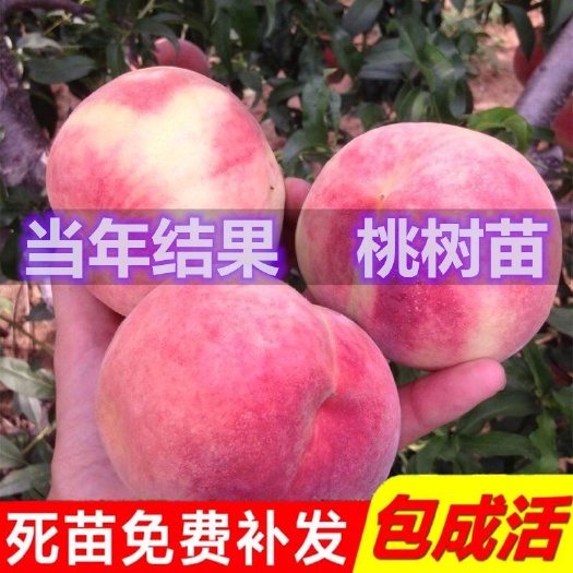 平邑县 水蜜桃苗，当年结果，包成活死苗免费补发，包品种包结果基地直销