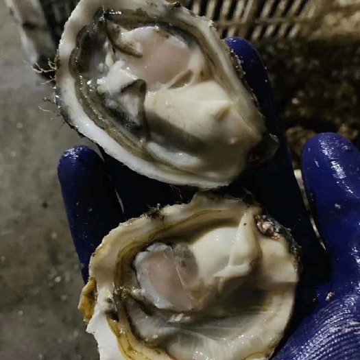 大连大连生蚝 海水 1到3两 鲜活水产