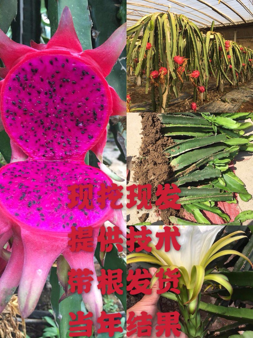 红心火龙果苗，带根发货，当年结果，全程免费提供技术指导，包邮