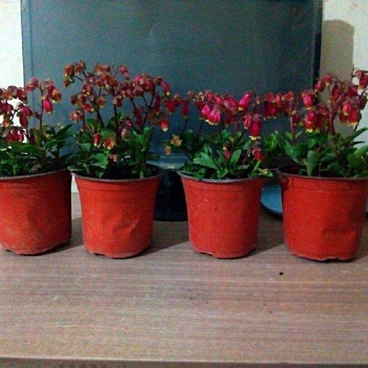 青州市长寿花盆栽 宫灯长寿花