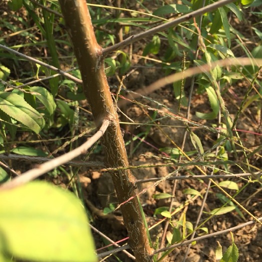 魏县 山桃苗，嫁接桃树苗