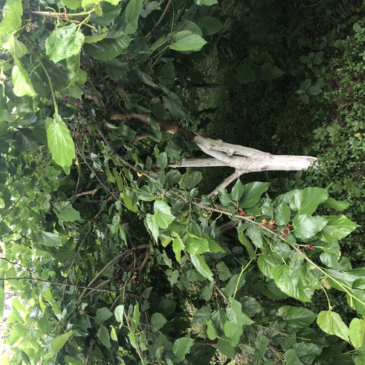 大邑县 果桑树，桑树苗