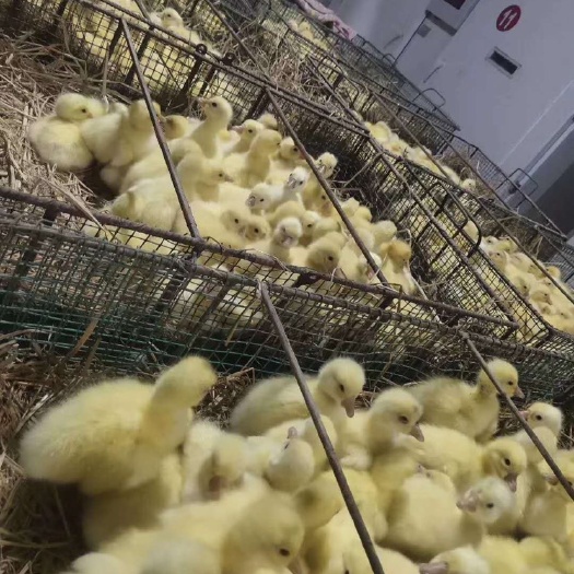 安阳县大白鹅苗