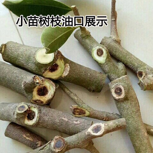 茂名奇楠沉香树 沉香奇楠苗  优良品种棋楠嫁接苗 种植3～5年即可每颗沉香卖
