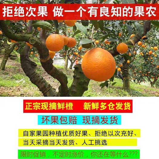 深圳赣南脐橙 55mm以下