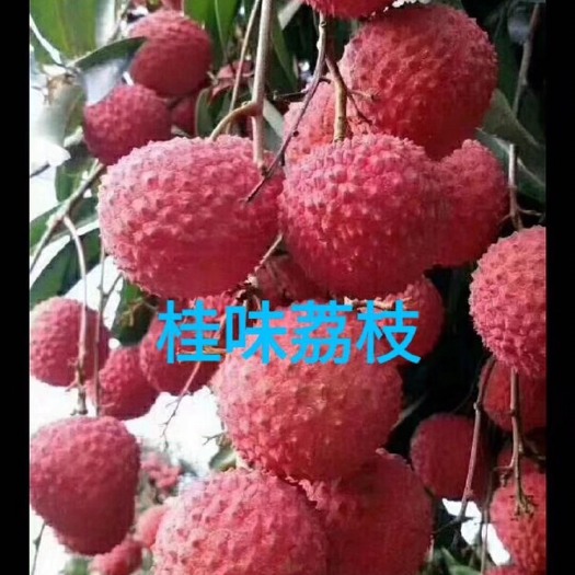 灵山县桂味荔枝苗 正宗灵山桂味荔枝苗 嫁接苗 保证正品发货