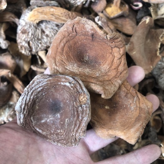 奶浆菌干货 产地直销批发 量大从优 餐饮酒店直供