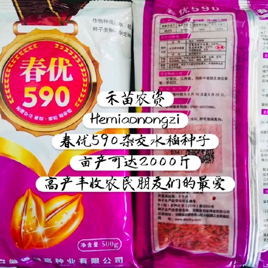 东海县禾苗农资春优590杂交水稻种子亩产2000斤，高产丰收