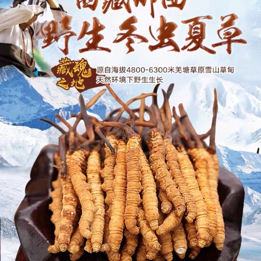 深圳缅甸虫草