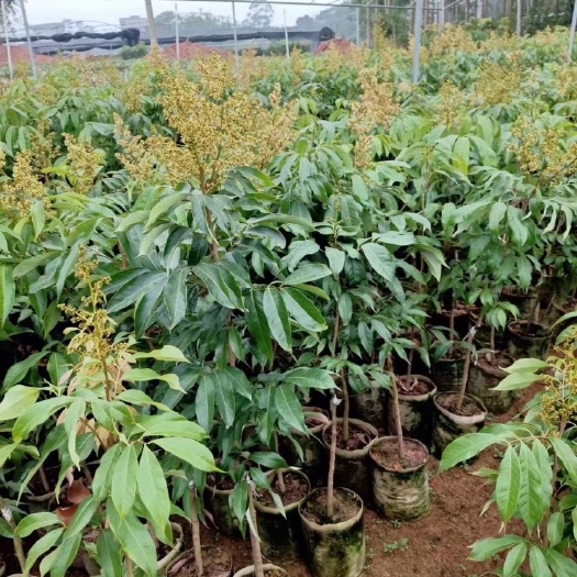 灵山县妃子笑荔枝苗 妃子笑嫁接苗 带土带叶发货  灵山妃子笑苗