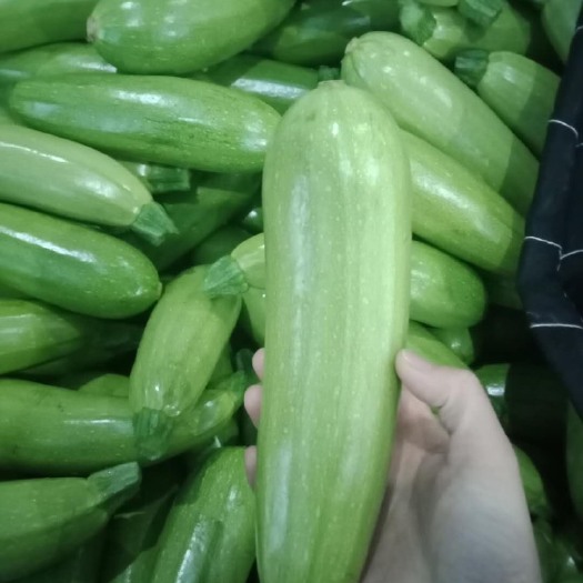 兰陵县绿皮西葫芦  大量现货供应