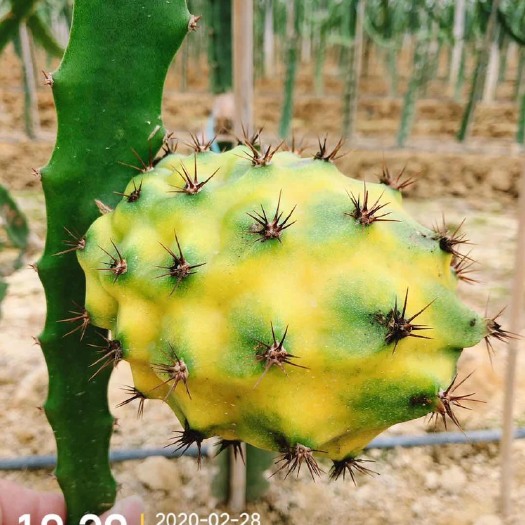 广州燕窝火龙果苗  燕窝果苗，原枝供应！欢迎莅临参观再订购！选你看得见的产品！