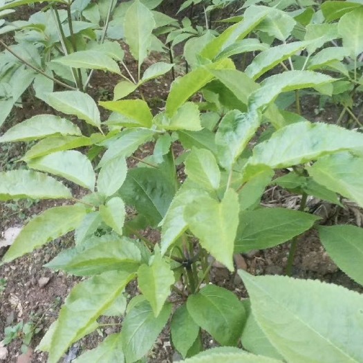 宣恩县竹节参种子