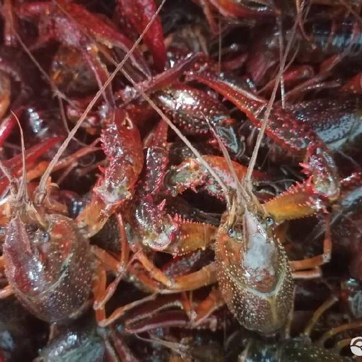 潜江市 湖北潜江清水小龙虾，发货价格以当天发货为准，欢迎咨询下单。