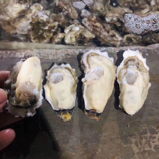 乳山市 正宗乳山牡蛎生蚝，2.5两/只，5.6/斤