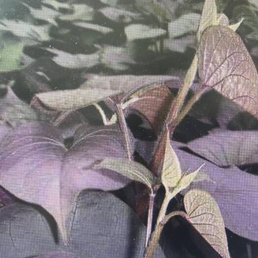 咸阳紫薯苗
