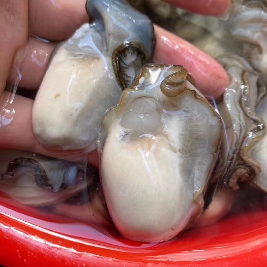 饶平县井州牡蛎 【来自蚝乡的生蚝】已进入肥美阶段，补锌补钙！超赞