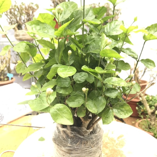 横州市 白色重瓣茉莉花开清香