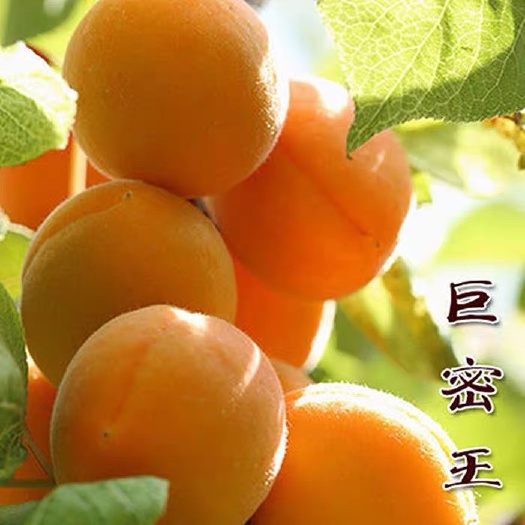 平邑县 杏树苗嫁接树苗巨蜜王树苗南北方种植庭院当年结
