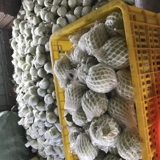 遂溪县 今天售卖自家种植珍珠番石榴养生脆甜爽口果只要1.2斤