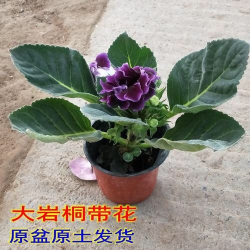 青州市 大岩桐带花带花苞