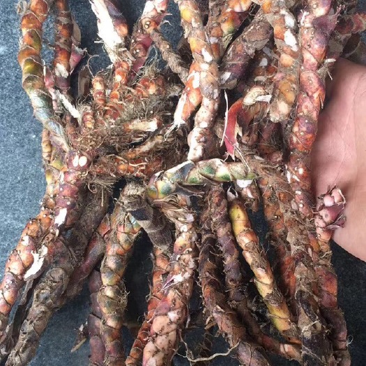 铜鼓县石菖蒲 中药材菖蒲