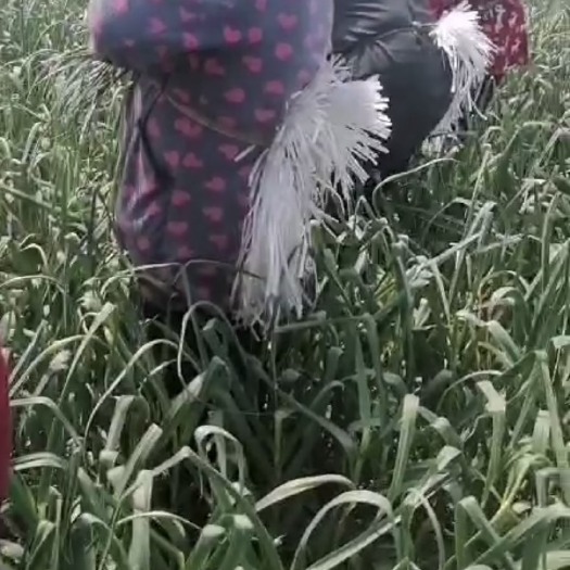 射阳县 射阳蒜苔