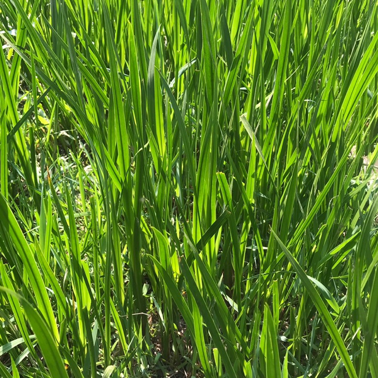 滕州市 菖蒲 10公分到100公分  量大