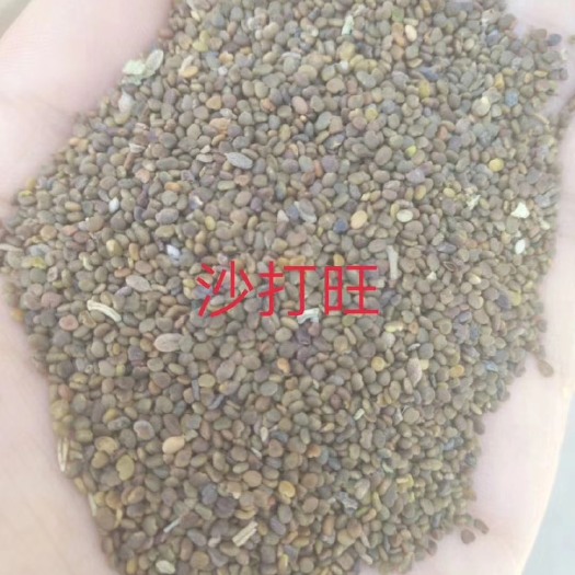 泊头市优质沙打旺种子   基地供应芽率高种植技术