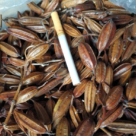 东至县白芨种子 白及果夹种子