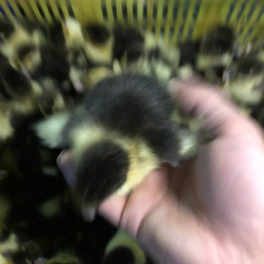 南宁黑番鸭苗  优质大种番鸭苗