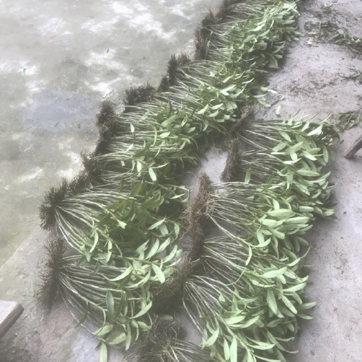 赤水市金钗石斛种苗 赤水丹霞石斛
