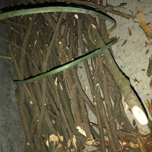 德庆县 桂皮